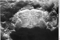 Historisches Foto von Ululapagurus oroszyi (Fraaije et al., 2019) (NHMW-AFW-GEO-BACHMAYER-FOTO-1990-0041-0194)
